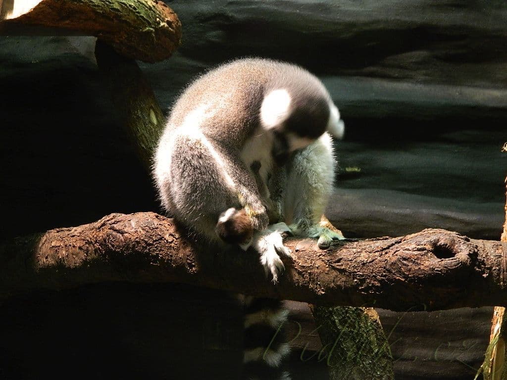 1. obrázek Terárium - Dubeč - Praha 