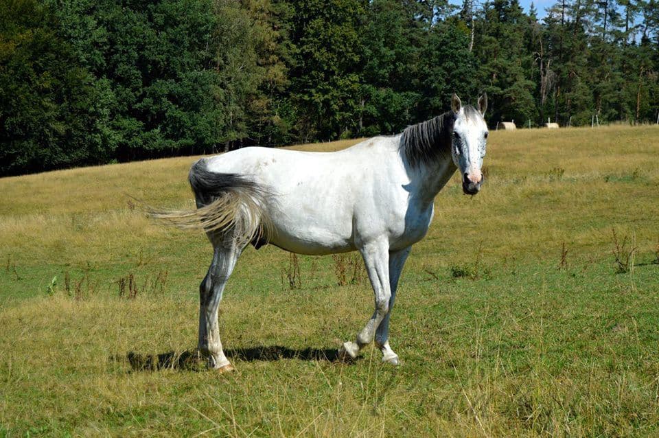 1. obrázek Farma Rybníček
