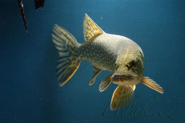 1. obrázek Akvárium Pod hladinou Vltavy- Praha