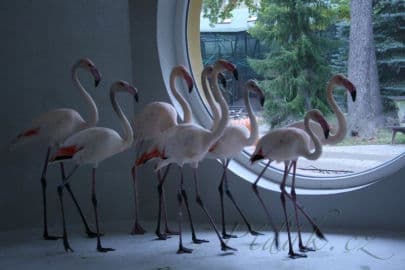 2. obrázek Zoo Hodonín