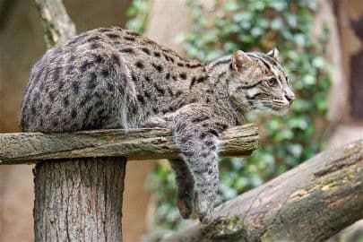 5. obrázek Zoo Děčín
