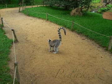 11. obrázek ZOO Zlín - Zámek Lešná- Zoo bez mříží