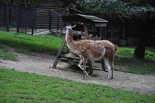 17. obrázek Zoologická zahrada Praha