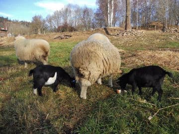 6. obrázek Penzion pod pralesem- Prachatice