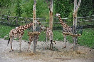 20. obrázek Zoologická zahrada Praha