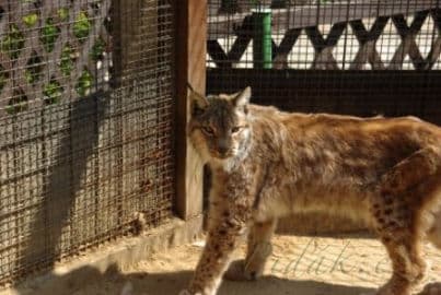 4. obrázek Zoo koutek Malá Chuchle- Praha