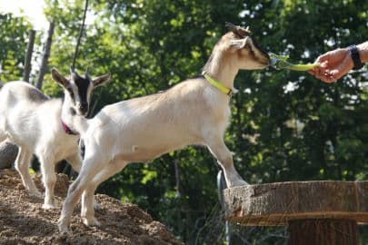 4. obrázek EKOPark Liberec