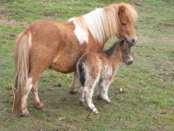 3. obrázek Častolovice - zámek, park a zvěřinec