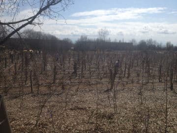 15. obrázek Mirakulum přírodní zábavně naučný park- Milovice