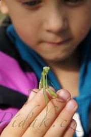 7. obrázek Malý strom- Lesní mateřská škola- Brno