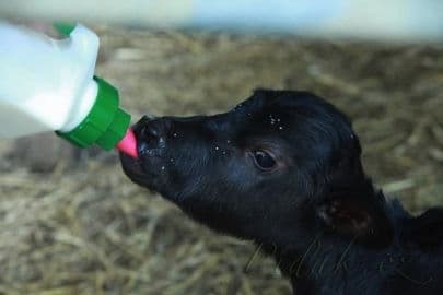 8. obrázek Zoo Dvorec - České Budějovice