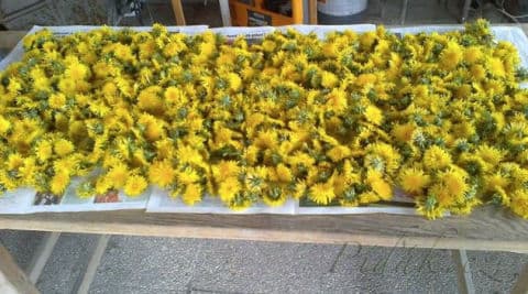 2. obrázek Pampeliškový med - domácí