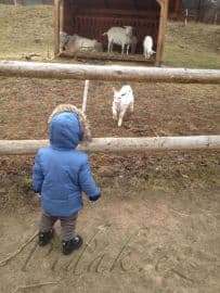 9. obrázek Toulcův Dvůr- středisko ekologické výchovy- Praha