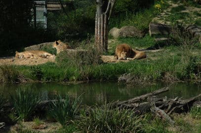 6. obrázek ZOO Zlín - Zámek Lešná- Zoo bez mříží