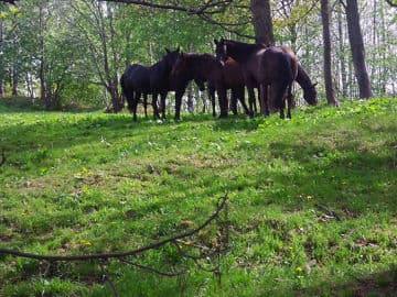 7. obrázek Penzion pod pralesem- Prachatice
