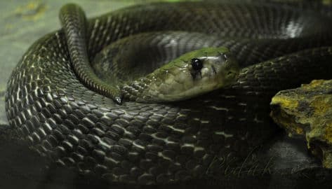 7. obrázek Terárium - Dubeč - Praha 