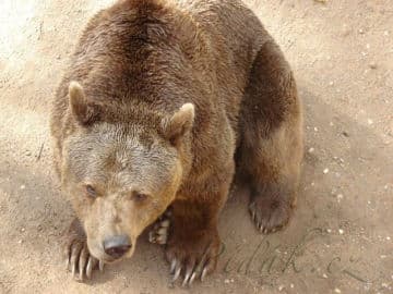 4. obrázek ZOO Plzeň