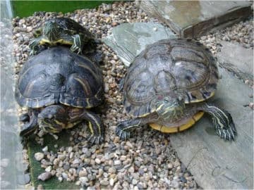 4. obrázek Ekocentrum Zahrada - Mladá Boleslav