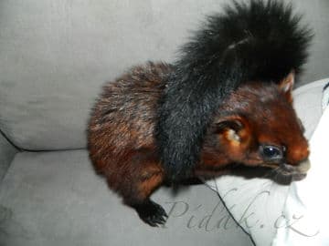 5. obrázek Terárium - Dubeč - Praha 