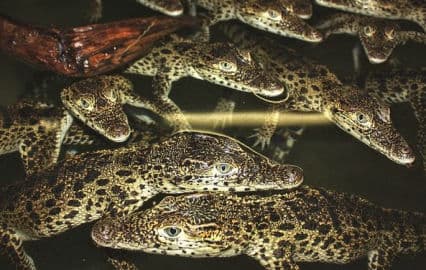 11. obrázek Krokodýlí ZOO Protivín