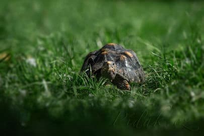 2. obrázek Kontaktní Zoopark Zvole